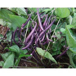 Hạt giống đậu cove tím