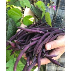 Hạt giống đậu cove tím