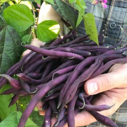 Hạt giống đậu cove tím