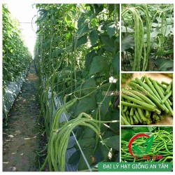 Hạt giống đậu đũa Hạt giống đậu đũa