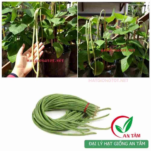 Hạt giống đậu đũa ngồi (Lùn)