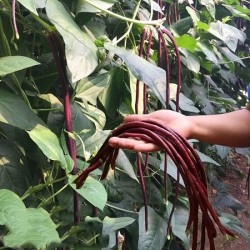 Hạt giống đậu đũa tím