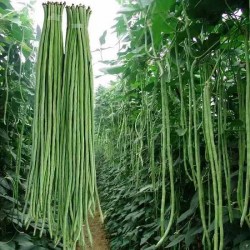 Hạt giống đậu đũa Hạt giống đậu đũa