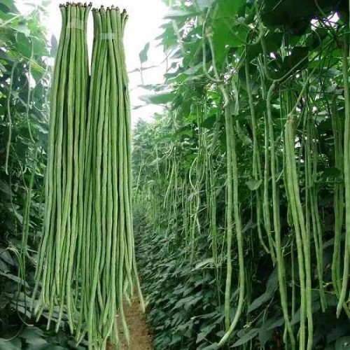 Hạt giống đậu đũa