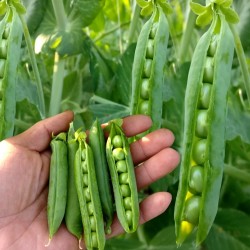 Hạt giống đậu Hà Lan lấy hạt