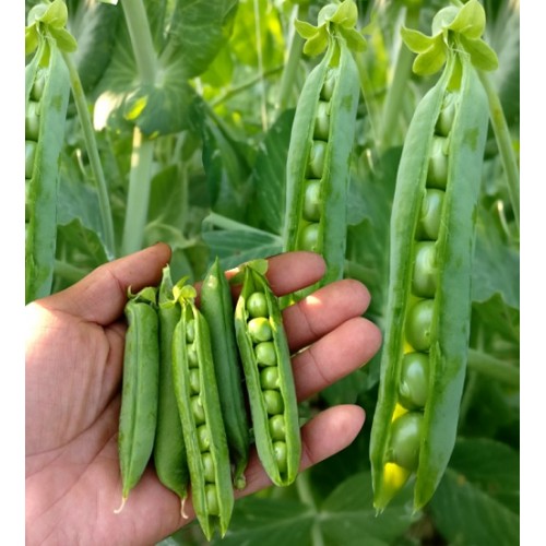Hạt giống đậu Hà Lan lấy hạt