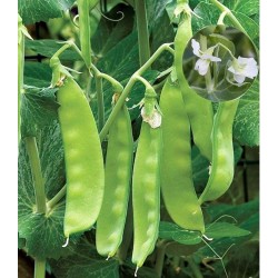 Hạt giống đậu hà lan hoa đôi Hạt giống đậu hà lan hoa đôi