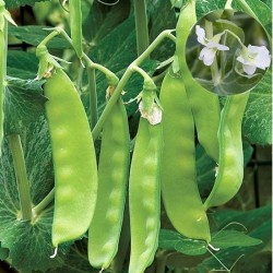 Hạt giống đậu hà lan hoa đôi