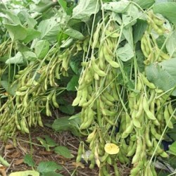 Hạt giống đậu nành rau