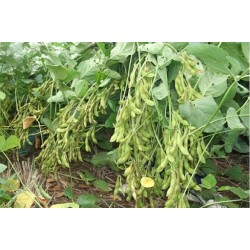 Hạt giống đậu nành rau