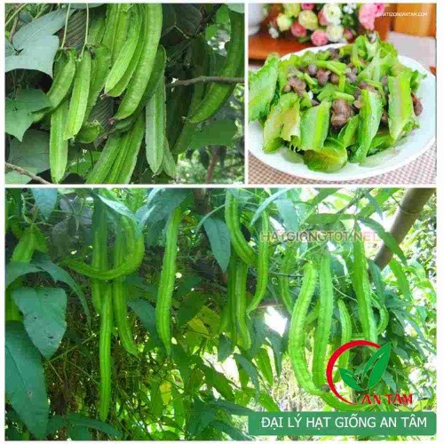 Hạt giống đậu rồng