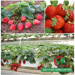 Hạt giống dâu tây đỏ