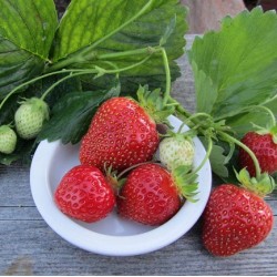 Hạt giống dâu tây đỏ