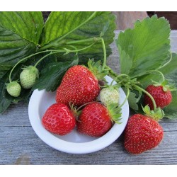 Hạt giống dâu tây đỏ