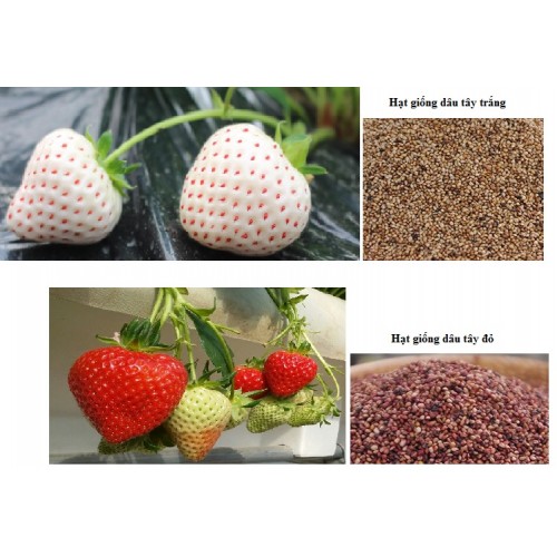 Hạt giống dâu tây trắng