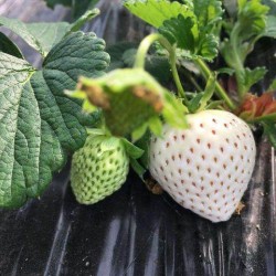 Hạt giống dâu tây trắng