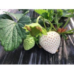 Hạt giống dâu tây trắng