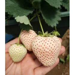 Hạt giống dâu tây trắng