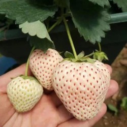 Hạt giống dâu tây trắng