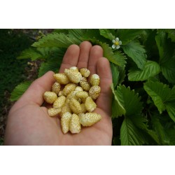 Hạt giống dâu tây vàng siêu ngọt