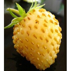 Hạt giống dâu tây vàng siêu ngọt