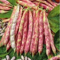 Hạt giống đậu trứng rồng