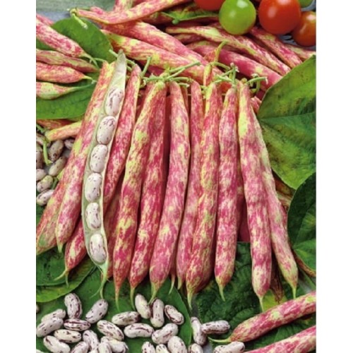 Hạt giống đậu trứng rồng