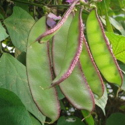 Hạt giống đậu ván