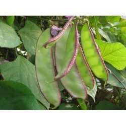 Hạt giống đậu ván Hạt giống đậu ván