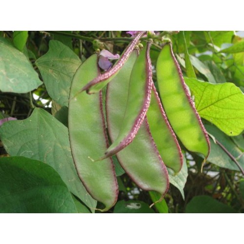 Hạt giống đậu ván