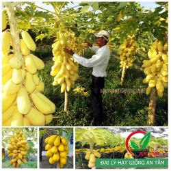 Hạt giống đu đủ da vàng Hạt giống đu đủ da vàng