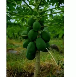 Hạt giống đu đủ lùn ruột đỏ Hạt giống đu đủ lùn ruột đỏ