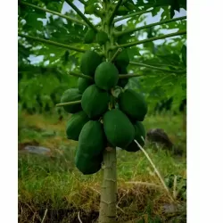 Hạt giống đu đủ lùn ruột đỏ