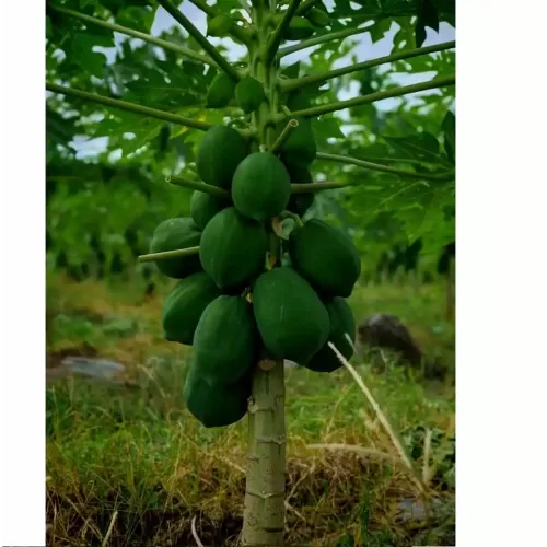 Hạt giống đu đủ lùn ruột đỏ