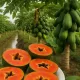 Hạt giống đu đủ lùn ruột đỏ