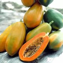 Hạt giống đu đủ lùn ruột đỏ