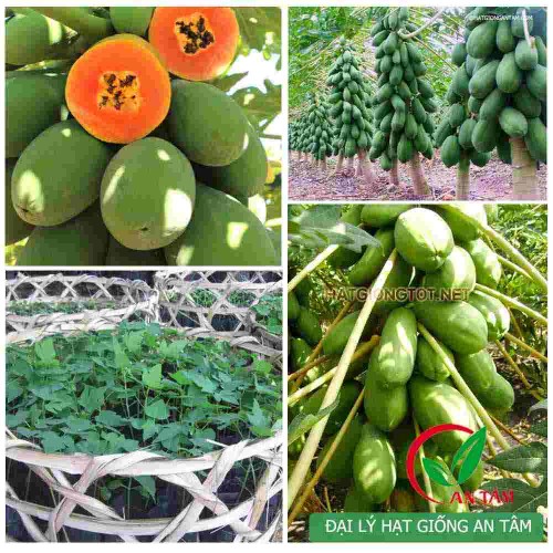 Hạt giống đu đủ ruột đỏ