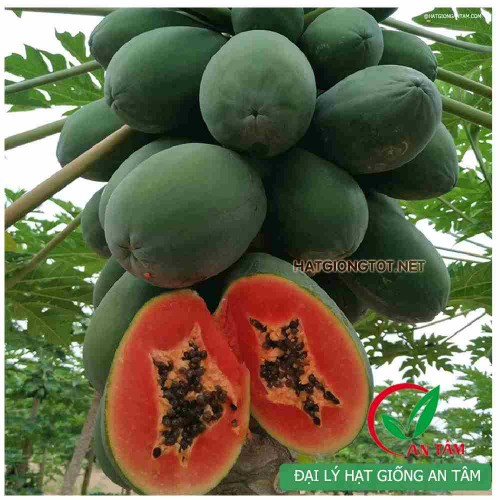 Hạt giống đu đủ ruột đỏ