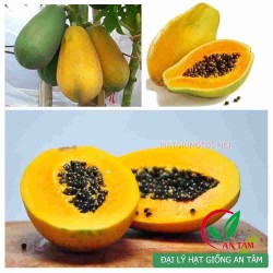 Hạt giống đu đủ lùn ruột vàng Hạt giống đu đủ lùn ruột vàng