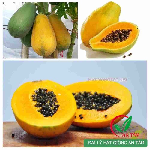 Hạt giống đu đủ lùn ruột vàng