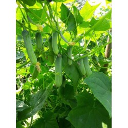 Hạt giống dưa leo An Tam MC