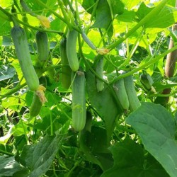 Hạt giống dưa leo An Tam MC