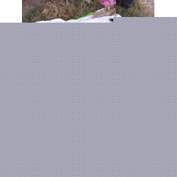 Hạt giống dưa leo An Tam MC