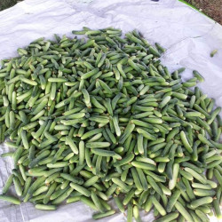 Hạt giống dưa leo An Tam MC