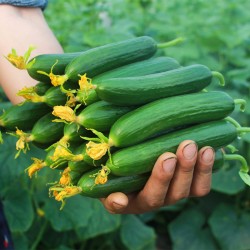 Hạt giống dưa leo baby hà lan Hạt giống dưa leo baby hà lan