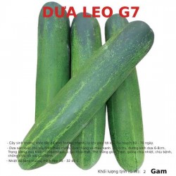 Hạt Giống Dưa Chuột G7