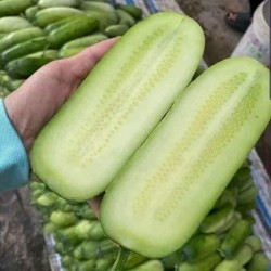 Hạt giống dưa chuột mèo