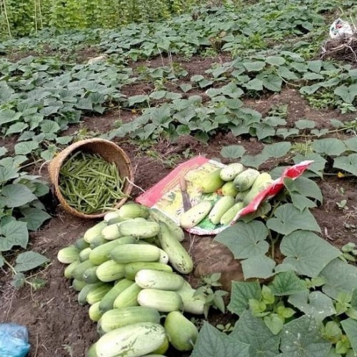 Hạt giống dưa chuột mèo
