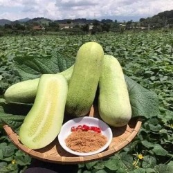 Hạt giống dưa chuột mèo