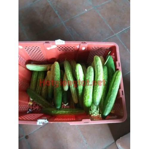 Hạt giống dưa chuột nếp ta